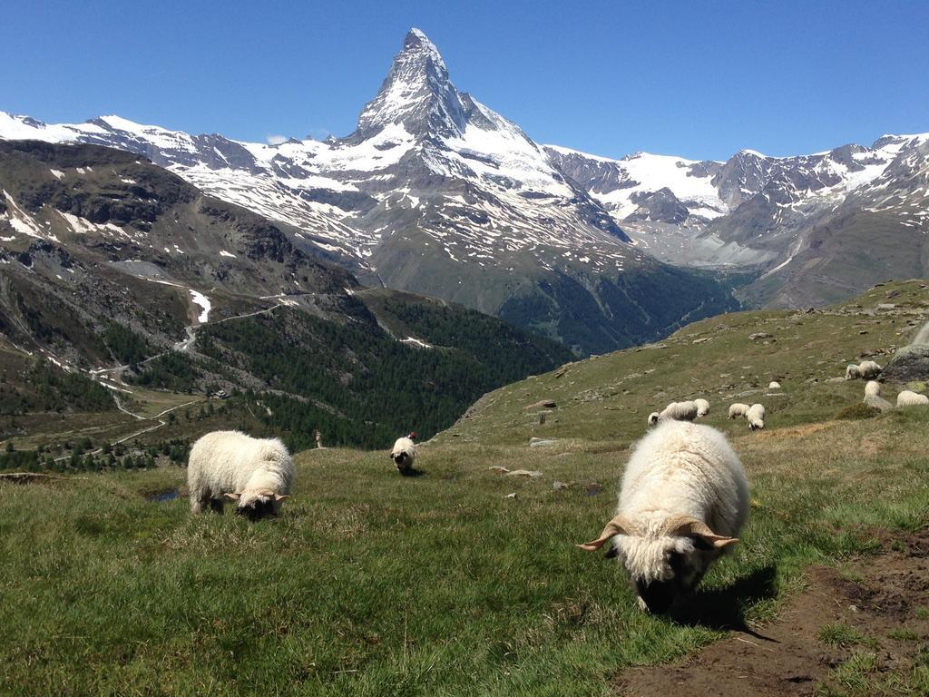 Haus Viktoria A Lejlighed Zermatt Værelse billede